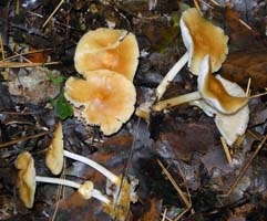 Marasmius strictipes.